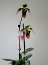 Paphiopedilum bullenianum var amabile